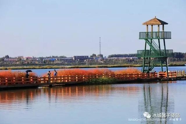 哈尔滨的红海滩，萧红家乡呼兰河湿地秋色