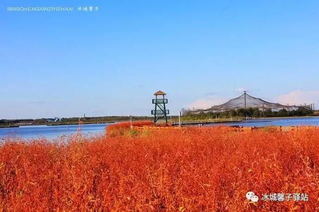 哈尔滨的红海滩，萧红家乡呼兰河湿地秋色