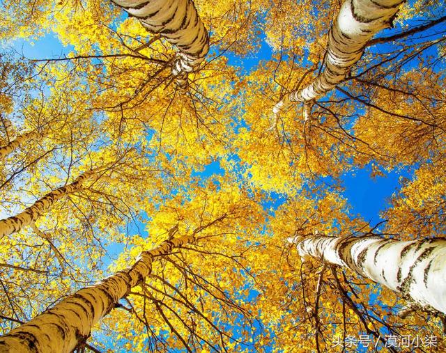 9月到呼伦贝尔来赏秋，金黄的草场，五彩缤纷的森林