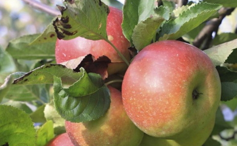 一天吃一颗苹果可以减肥吗 苹果怎么吃可以减肥 苹果减肥法效果好吗