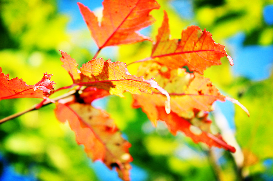 秋叶之美，美在它的色彩斑斓，令人难忘。