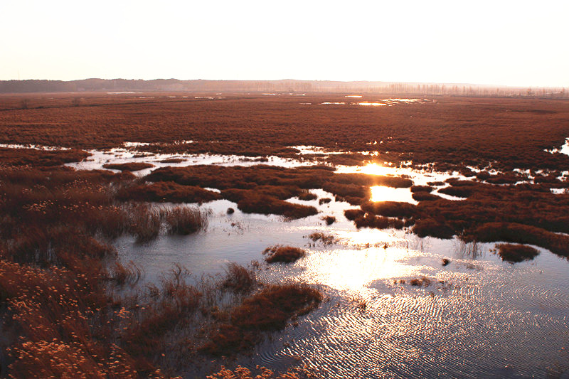 夕阳映照，给湿地增添了迷人的色彩。