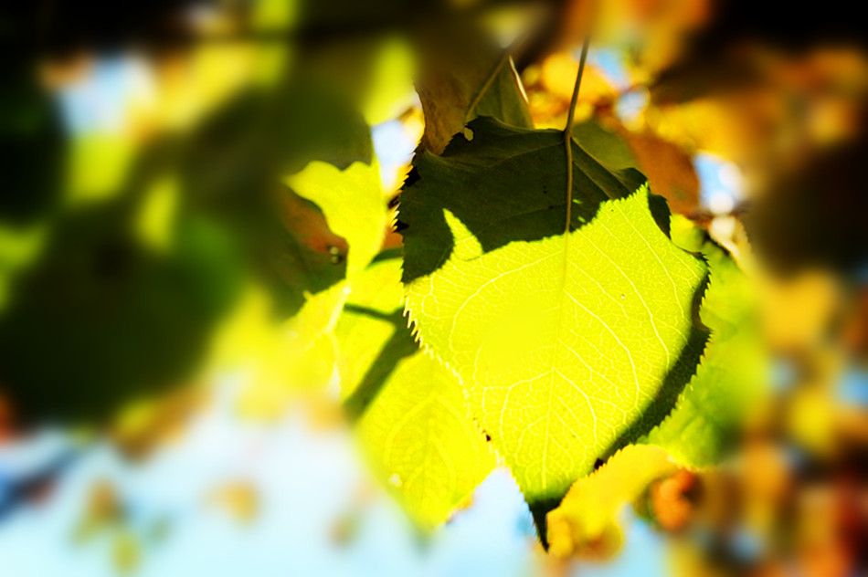 阳光穿过树梢，让秋叶变得美轮美奂，这是大自然最美的画。