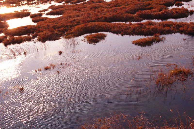 水波荡漾，苇草萋萋，这是一幅恬静的图画。