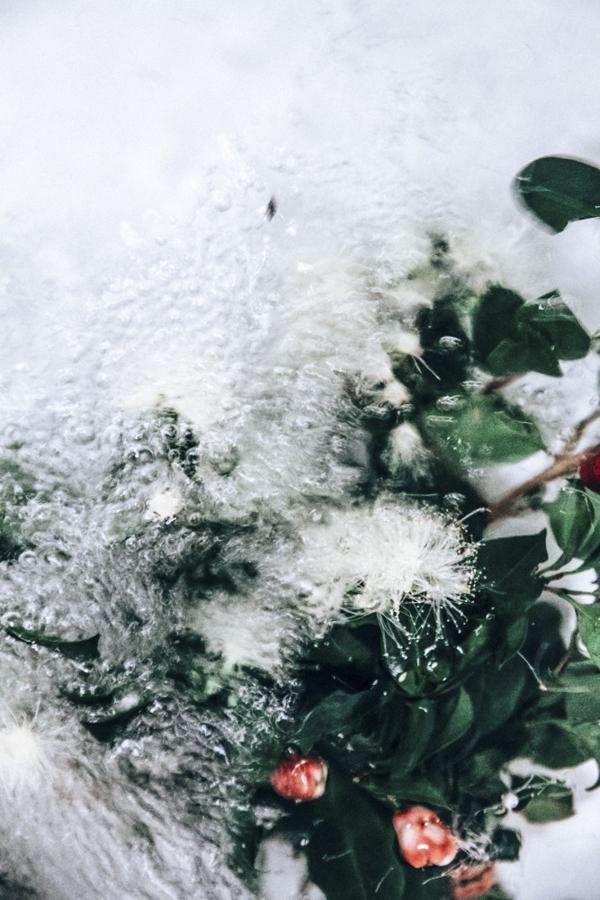 《三峰摄影》氤氲水汽中娇艳的花朵
