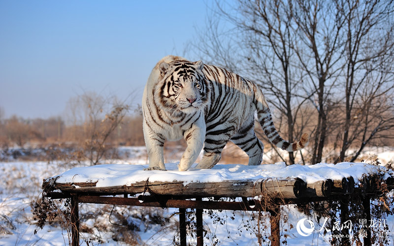 图说龙江：探秘东北虎林园里的白老虎
